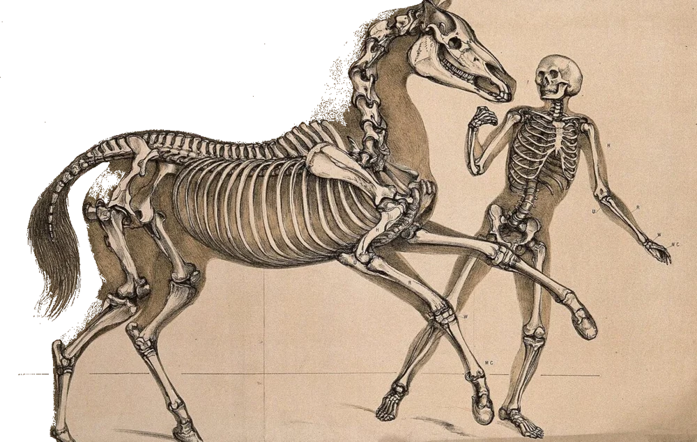 A historical anatomical illustration of a running horse and human skeleton