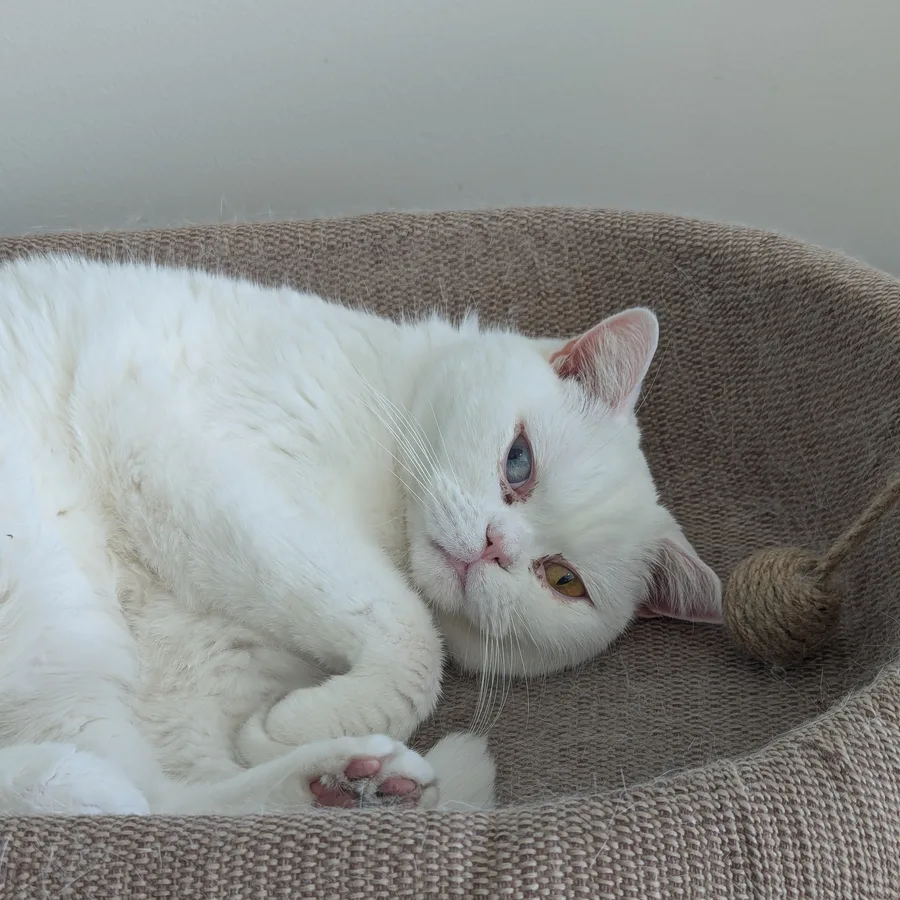 Alibaba resting in a soft grey bed